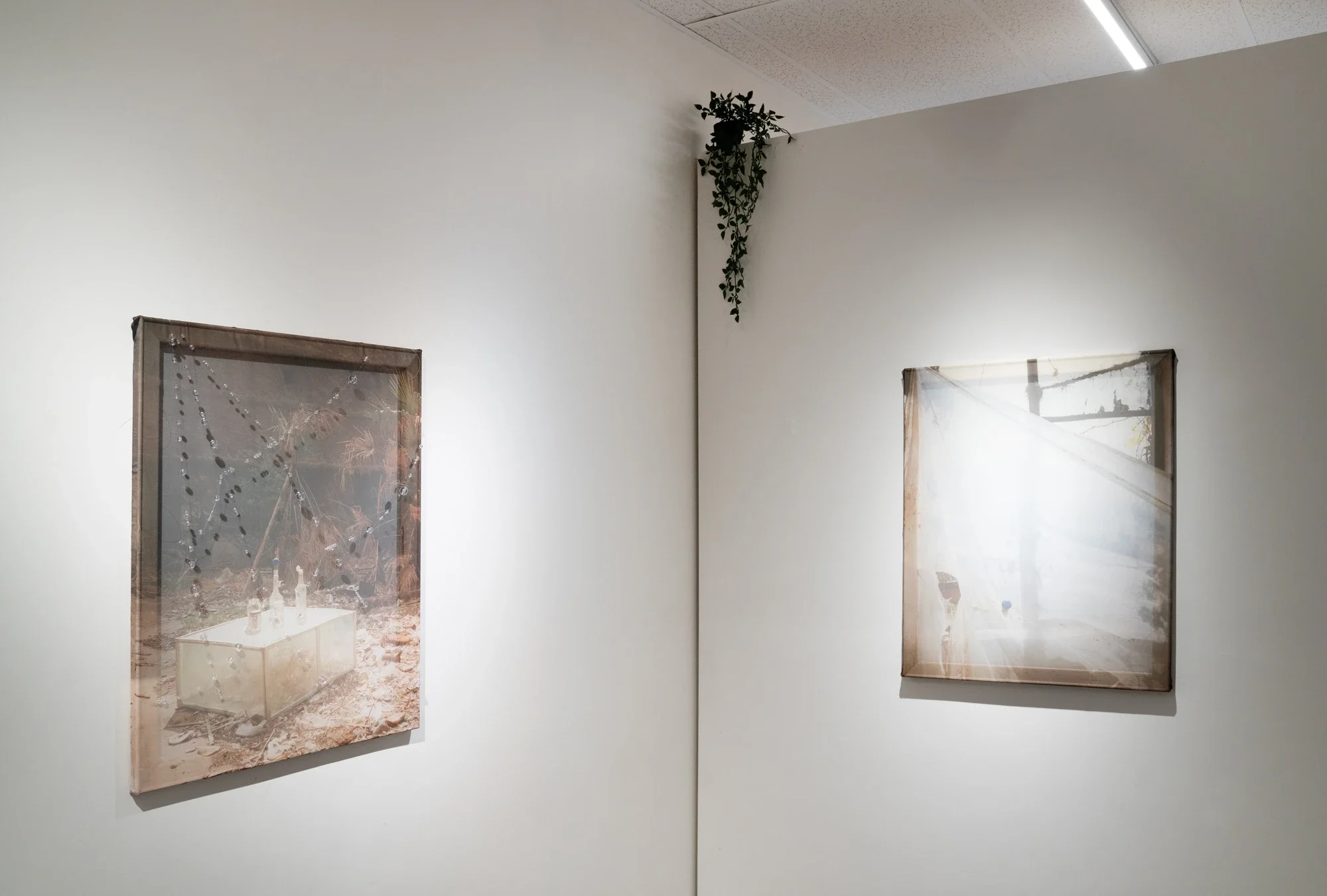 If a Tree Falls in a Forest, installation view