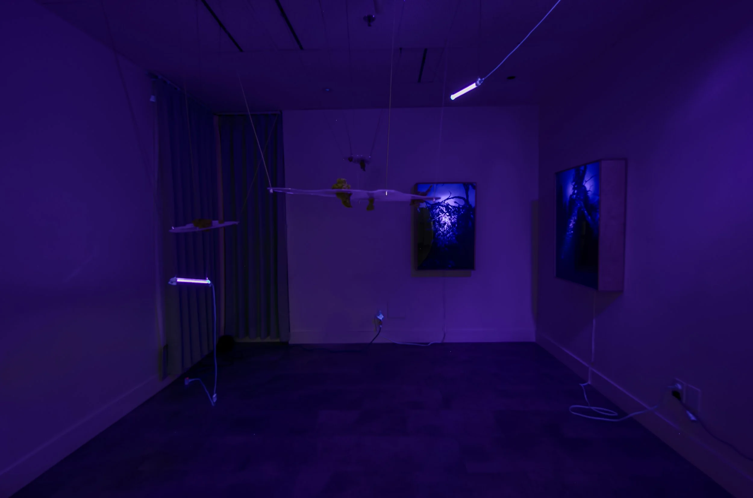 If a Tree Falls in a Forest, installation view