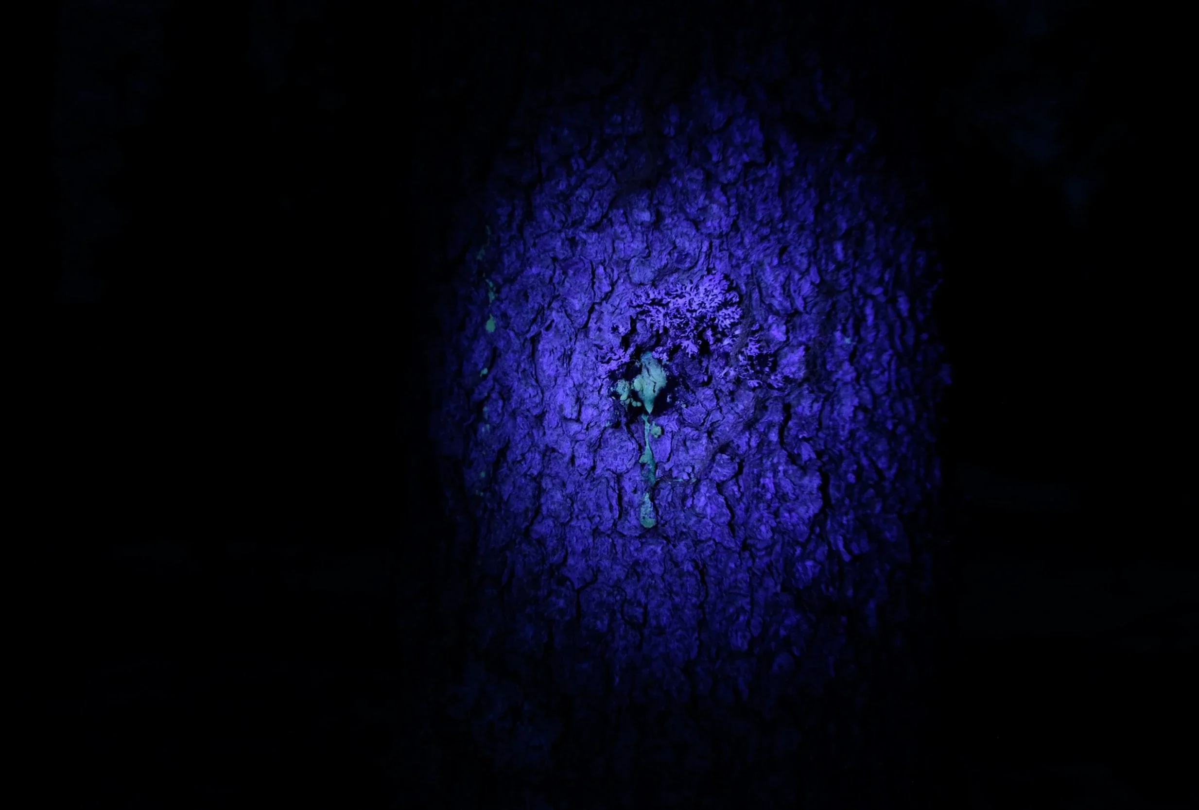 If a Tree Falls in a Forest, installation view