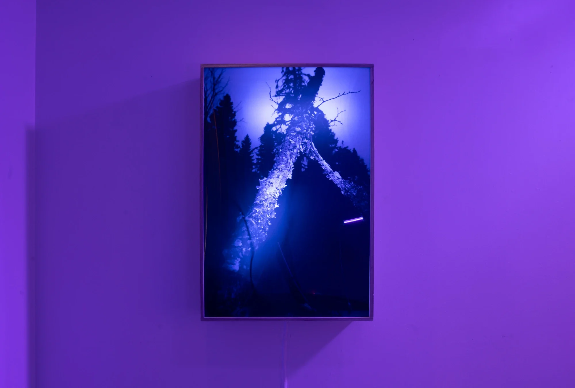 If a Tree Falls in a Forest, installation view