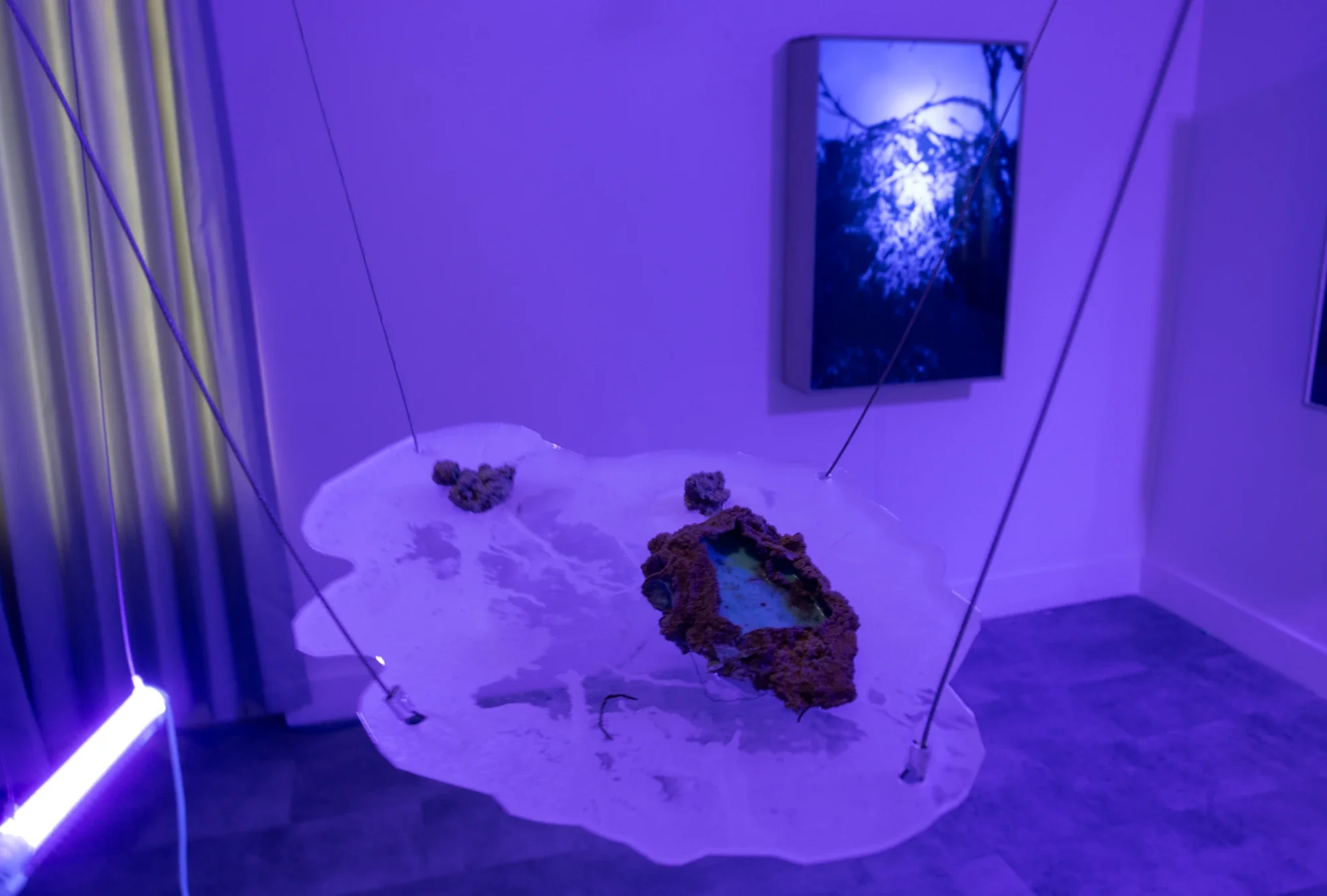 If a Tree Falls in a Forest, installation view